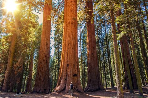 Sequoia A Maior árvore Do Mundo Invivo