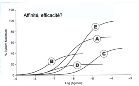 Cours Interactions Ligand R Cepteurs Flashcards Quizlet