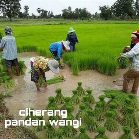 Jual Cod Benih Padi Unggulan Ciherang Pandan Wangi Kualitas 1kg