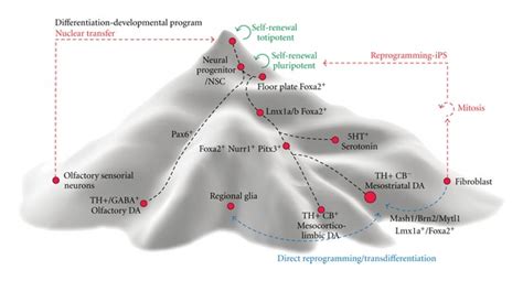 Customized Rendering Of The Epigenetic Landscape For Ventral Midbrain