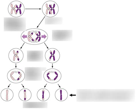 Events Of Meiosis Involving One Pair Of Homologous Chromosomes Diagram