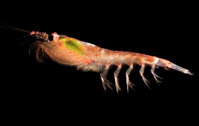 Frozen Krill Pacifica Euphasia Pacifica Frozen Foods