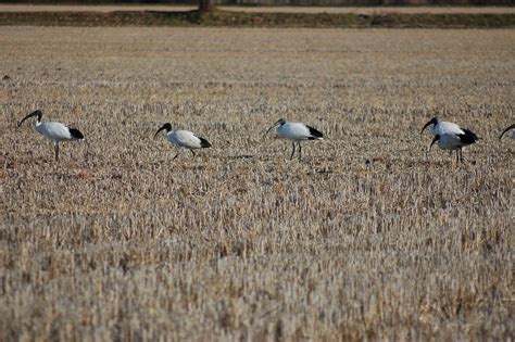 Sacred Ibis Birds - Free photo on Pixabay - Pixabay