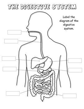 Quizlet Digestive System Diagram