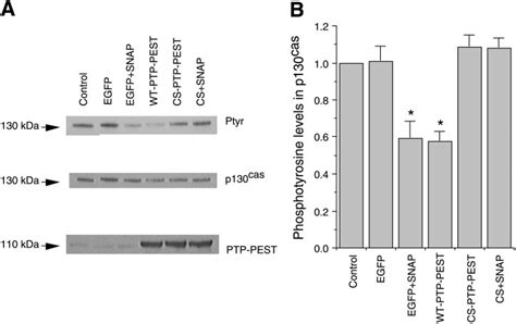 Overexpression of WT-PTP-PEST mimics, whereas overexpression of ... 