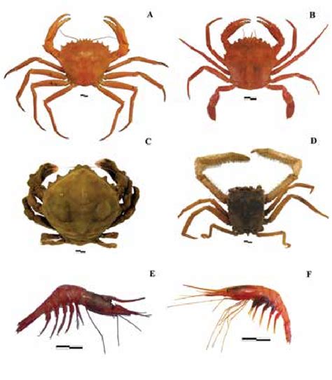 Espécies De Crustáceos De Profundidade Coletados No Entorno Do Aspsp Download Scientific