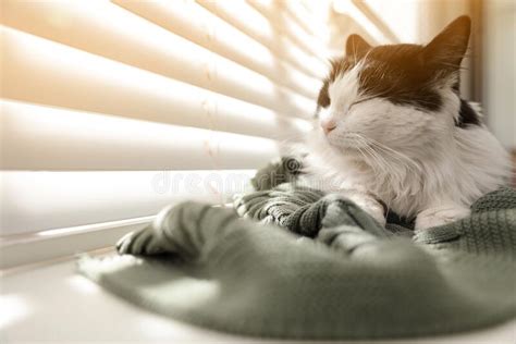 423 Cat Sleeping Window Sill Photos Free Royalty Free Stock Photos