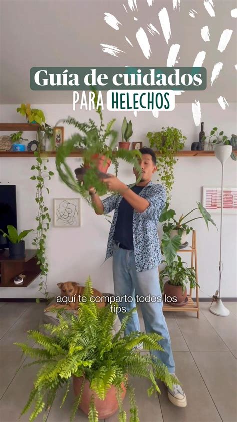 Aprende A Cuidar Plantas Con Esta Gu A De Cuidados Para Tus Helechos