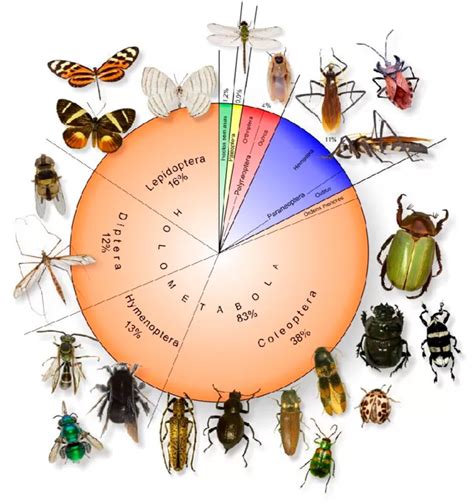 Animal Que Controla A Quantidade De Insetos - Exemplos De Insetos