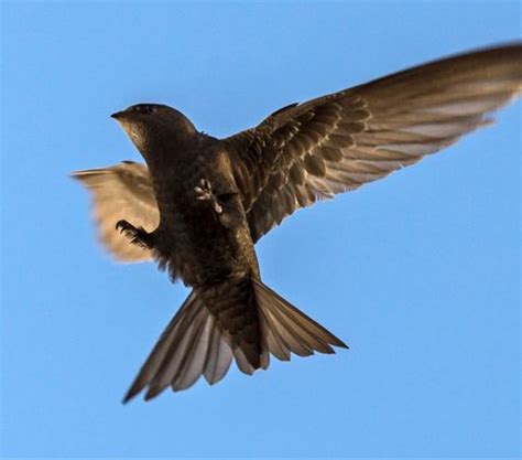 Burung Ini Mampu Terbang 10 Bulan Nonstop, Makannya saat Melayang di Udara