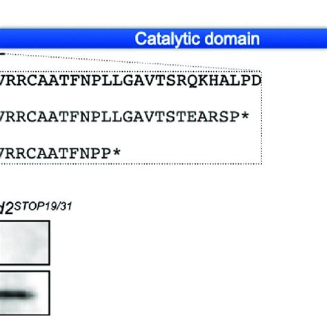 Generation Of Sod Maternal Zygotic Fish Lines A The Schematic