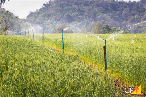 Sistema de irrigação por aspersão em malha como funciona e quais as