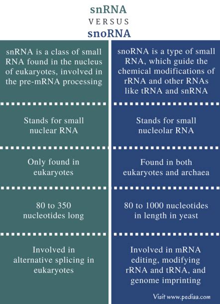 Difference Between snRNA and snoRNA | Definition, Features, Function