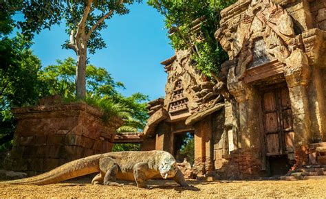 Un A O Despu S De La Operaci N De Cataratas De Reo El Drag N De Komodo