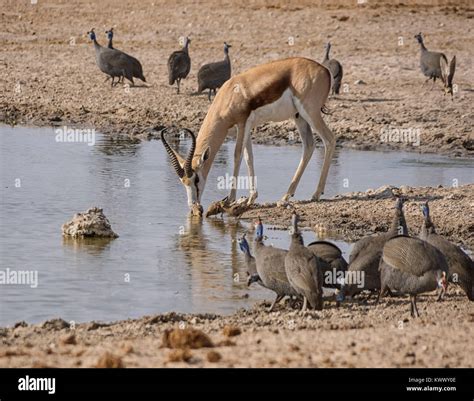 A Springbok Antelope And Birds Drinking At A Watering Hole In The