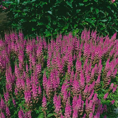 Teppichspiere Astilbe chinensis var pumila Pflanzen für dich de