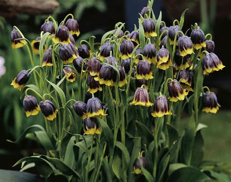 Fritillaria Michailovskyi Schachtschneider