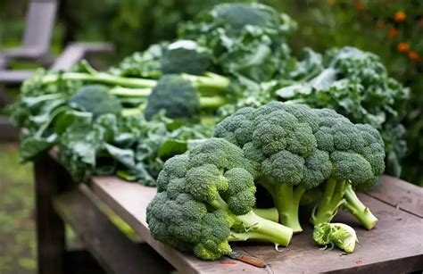 How To Grow Broccoli At Home In Containers Sharingideas Me