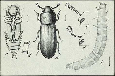 Confused flour beetle Flashcards | Quizlet