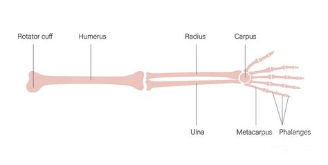 Arm Anatomy #16 by Pikovit / Science Photo Library