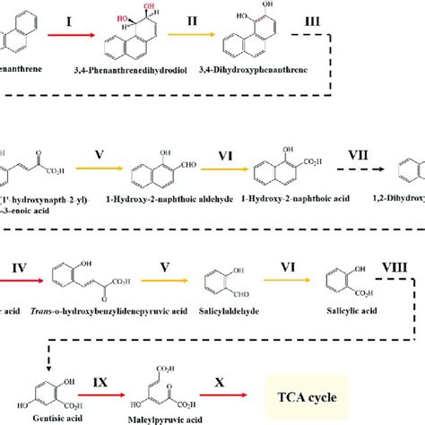 Putative Phenanthrene Degradation Pathway In Strain Ad 3 Based On