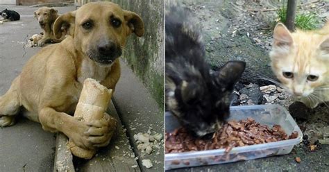 Alimentar Animais de Rua Multas vão desde os 150 aos 22500 euros