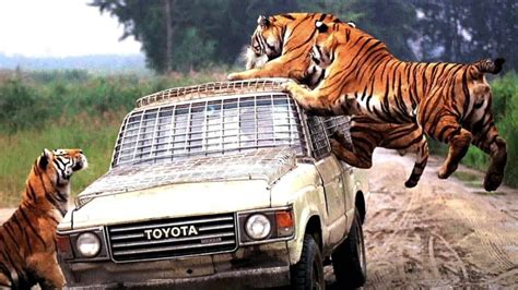 कुछ अच्छे कर्म किये थे वरना Tiger Encounters That Will Make You