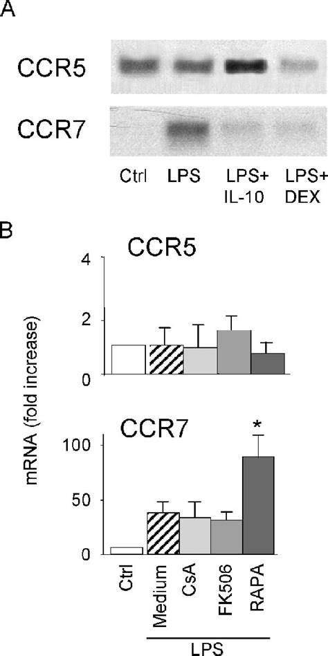 Chemokine Receptors Expression On Human Monocyte Derived Dc