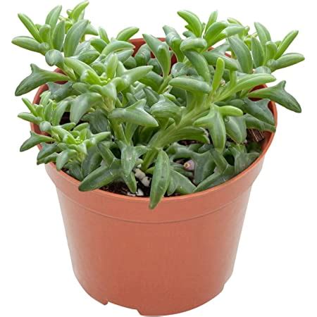 Amazon String Of Pearls 4 Inch Succulents Plants Live