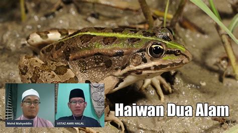 Qanda Definisi Haiwan Dua Alam Youtube