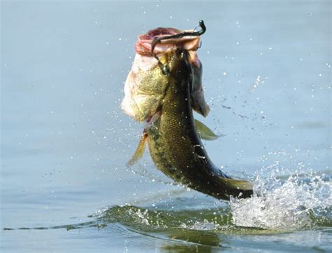 Spring Bass Fishing Gulf Coast Mariner Magazine