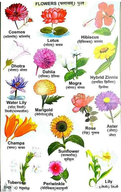 List Of All Flowers Name In Hindi And English Best Flower Site