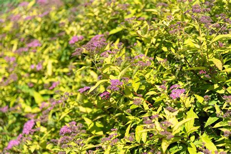 How To Grow And Care For Gold Mound Spirea