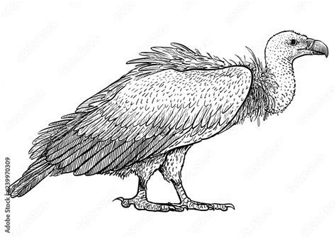 Vulture Illustration Drawing Engraving Ink Line Art Vector Stock