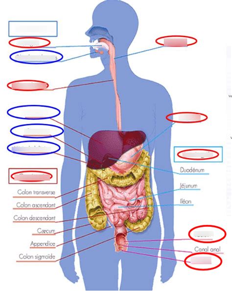 Schéma 7 Le système digestif Diagram Quizlet