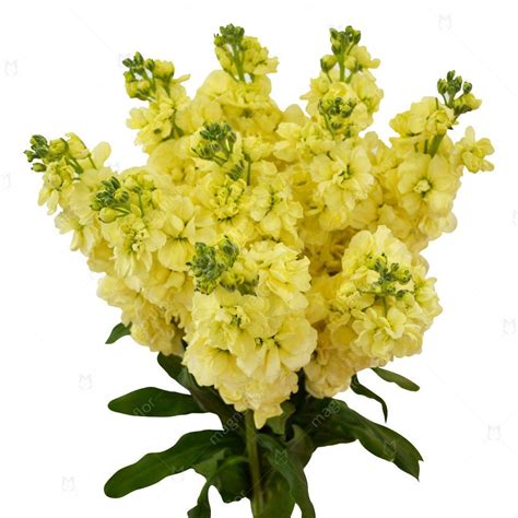 Yellow Stock Flower Bouquet