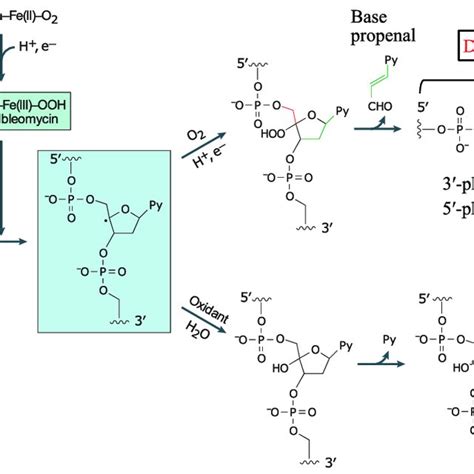 Mechanism Of Bleomycin Mediated Dna Cleavage The Bleomycin Feiii Ooh