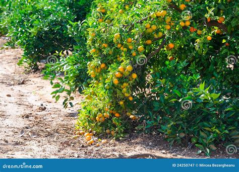 Orange Trees With Fruits Stock Image Image Of Harvest 24250747