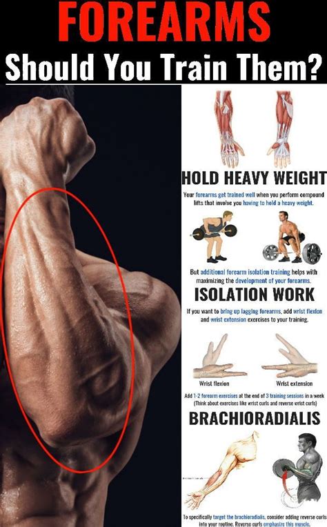 Powerful Workouts For Bigger Forearms Forearm Workout Weight