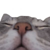 sleepy_cat - Discord Emoji