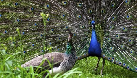 How Do Peacocks Mate Sciencing