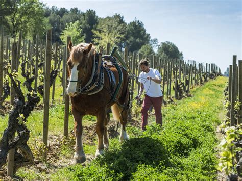 Viticultura Biodinámica La evolución de la viticultura ecológica