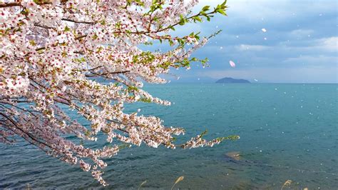 日本高島市懶人包！必吃美食、打卡景點、特色住宿通通為你整理好了