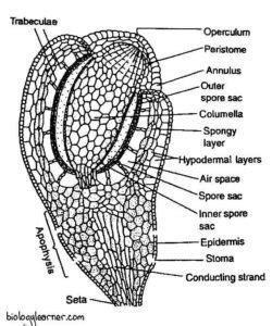 Funaria: Distribution, Structure, Reproduction