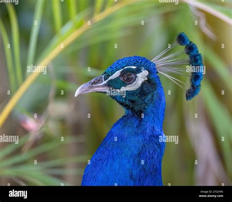 Close Up Of A Male Peacock S Head Pavo Cristatus Lifted Up Native Of