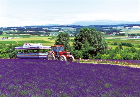 10 Beautiful Flower Farms in Furano and Biei | Kyuhoshi