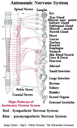 Overview Of Nervous System Things You Need To Know