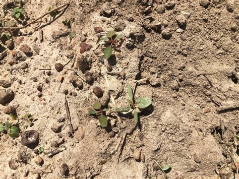 Pigweed Emergence | Tattnall County Extension