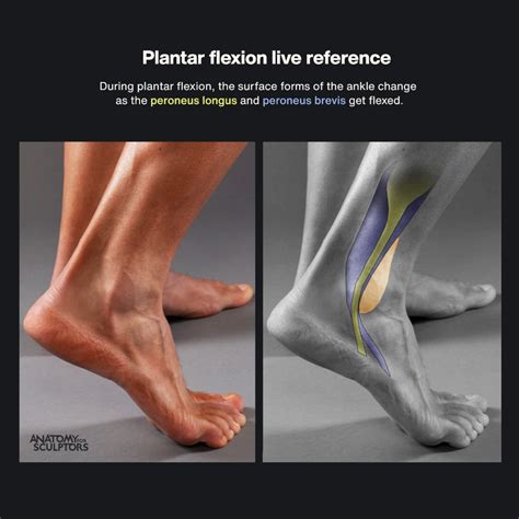 ArtStation Plantar Flexion Foot Anatomy Gross Anatomy Peroneus