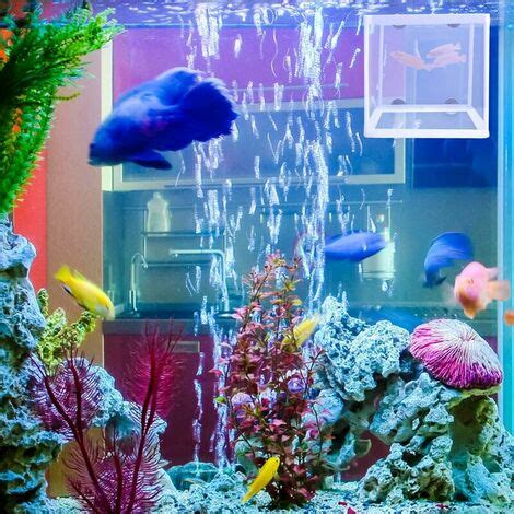 Filet D Levage Aquarium Pcs Bo Te D Levage De Poissons Aquarium